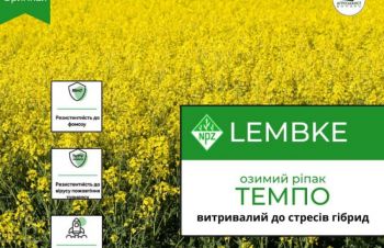 Семена озимого рапса Темпо, Лембке, Lembke, Киев