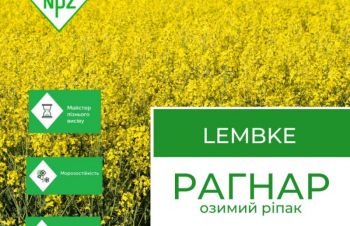 Насіння озимий ріпак Рагнар, NPZ-Lembke ( Лембке), Киев