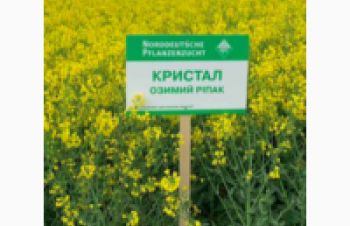 Семена озимого рапса Кристал, Lembke, Киев