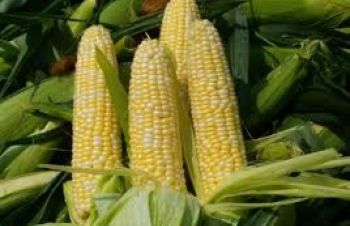 Продаем фуражную кукурузу, Винница