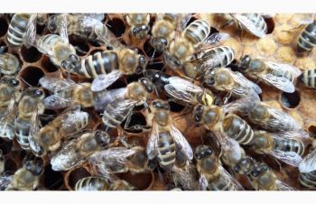 Продам плодные меченые пчелиные матки Карпатской породы 2022г, Мукачево