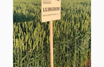 Насіння озимої пшениці ІЛЛЮЗІОН (1 репродукція), Тернополь