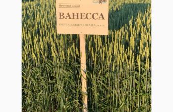 Насіння озимої пшениці ВАНЕССА (еліта/1репродукція), Тернополь