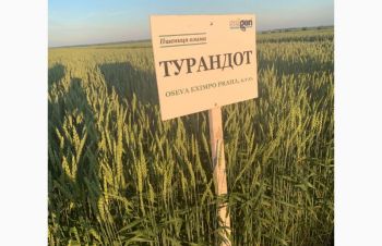 Насіння озимої пшениці ТУРАНДОТ (еліта/1 репродукція), Тернополь