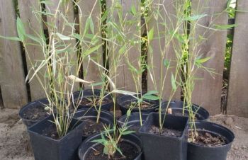 Саженцы бамбука Phyllostachys Bissettii 50 &mdash; 75 см, Бородянка