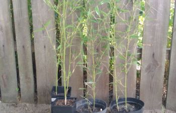 Саженцы бамбука Phyllostachys Bissettii 110 -130 см, Бородянка