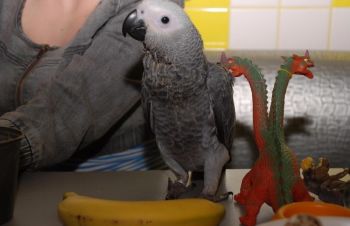 Самый умный попугай. Большой попугай, Киев