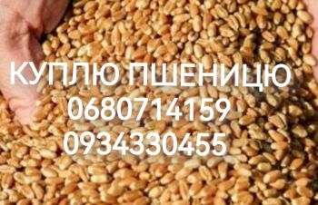 Куплю пшеницю фуражну, Киев