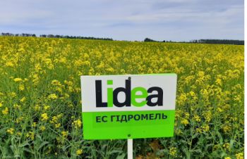 Семена рапса озимого ЕС Гидромель гибрид Lidea, Кропивницкий