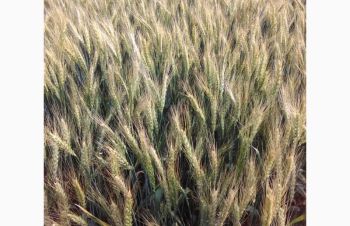 Пшениця озима ФОРТЕЦЯ, Синельниково