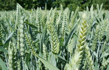 Семена озимой пшеницы Астарта, Синельниково