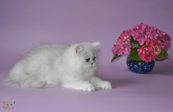 Срібляста шиншилла, Черновцы