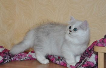 Персидськи кошенята, Луцк