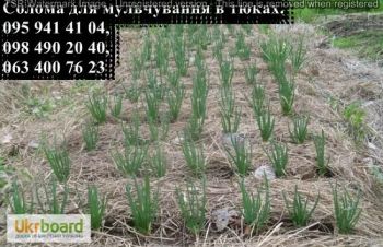 Солома для мульчування рослин в квадратних тюках, Борисполь