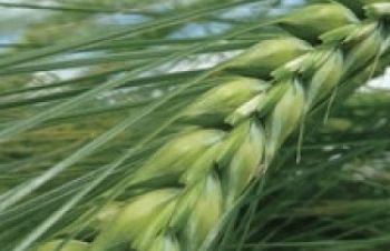 Семена озимой пшеницы Шестопавловка елит, Синельниково