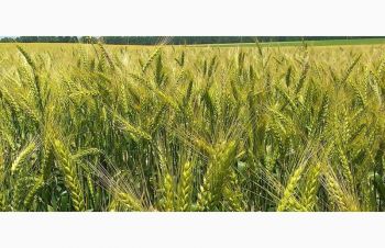 Семена озимой пшеницы Лира Одесская елит, Синельниково