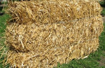 Солома пшенична в тюках, Борисполь