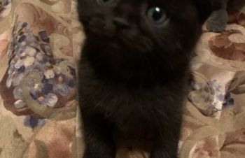 ТОРГ Котята котики кошенята Скоттиш фолд страйт Scottish Fold и straight Киев
