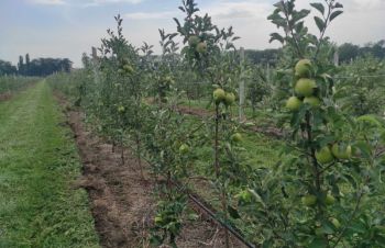 Продаємо яблука із саду на переробку або для продажу (сезон 2022 р.), Корсунь-Шевченковский