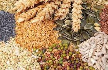 Закупаем пшеницу, ячмень, сою, кукурузу, подсолнечник, Киев