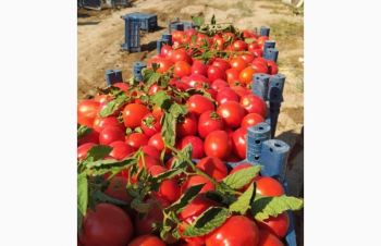 Продам помидоры оптом из Турции от производителя экспорт, Киев