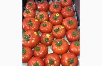 Помидоры, томаты оптом экспорт Турция, Киев