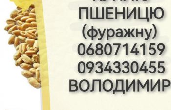 Куплю пшеницю фураж 3800 грн за тонну, Житомир