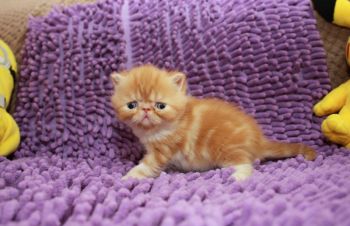 Экзотический короткошерстный мальчик, 1 месяц, Киев