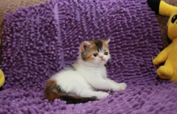 Экзотическая короткошерстная девочка Памелла, Киев