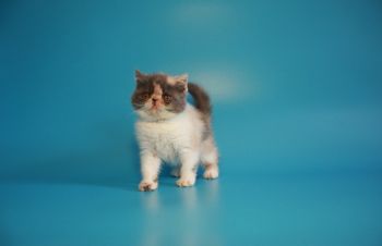 Экзотическая короткошерстная. Плюшевая дружелюбная из питомника, Киев