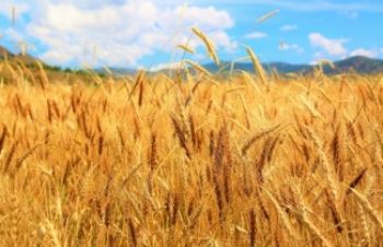 Продам насіння озимої пшениці, Драбов