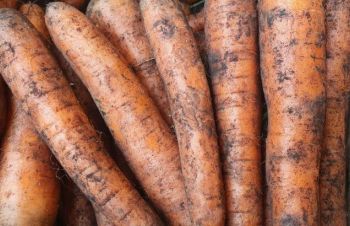 Куплю моркву 2-Го сорту від 20 тон, Черкассы