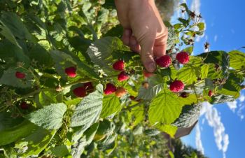 Продам саджанці малини, сорт Поемат (ремонтантна), Ровно