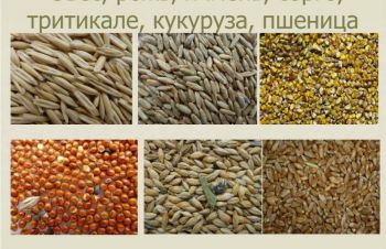 Очень Дорого закупаем пшеницу, ячмень, сою, кукурузу, подсолнечник, Днепр