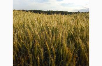 Озимая пшеница Катруся Одесска, Синельниково