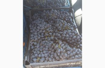 Продам виноград Молдова, до 10т/день, Одесса