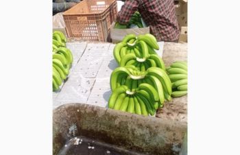 Продам бананы от Эквадорского поставщика, Луцк