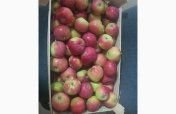 Продам яблоки от производителя несколько сортов с 10 тонн, Винница