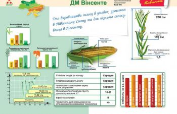 Силосна кукурудза для всіх регіонів ДМ Вінсенте ФАО 500 Маїс Дніпро, Кропивницкий