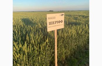Насіння озимої пшениці ШЕРІФ (еліта), Тернополь