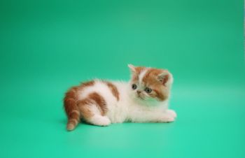 Хлопчик екзотик. Короткошерстий чистокровний малюк, Киев