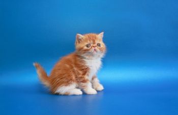 Котёнок экзот, мальчик в окрасе красный мраморный биколор, Киев