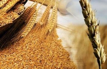 Закуповуємо зерновідходи соняшника, сої, кукурудзи, пшениці, Киев