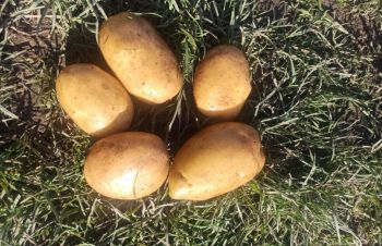 Куплю від 23 тон картоплю, Тернополь