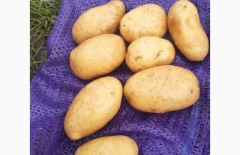 Куплю картоплю королева Анна від 23 т, Хмельницкий
