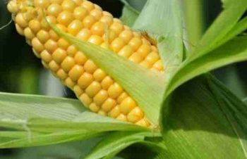 Продам семена кукурузы Тар-349 МВ, Днепр