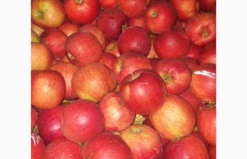 Продам яблоки несколько сортов от производителя, Ивано-Франковск