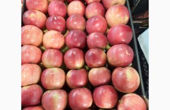 Продам яблоки от произодителя от 20 тонн, Черновцы