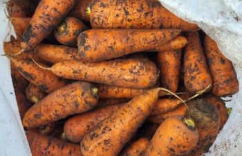 Продам моркву 1 та 2 сорт оптом від 5 тон, Киев