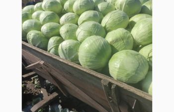 Продам капусту від 10 тон, Тернополь